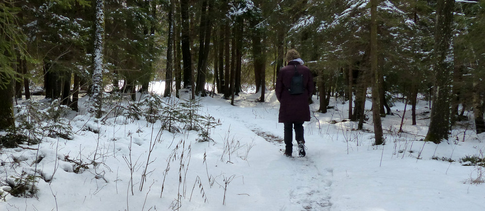 Schwaltenweiher Pfad durch Winterwald